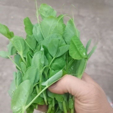 豌豆苗