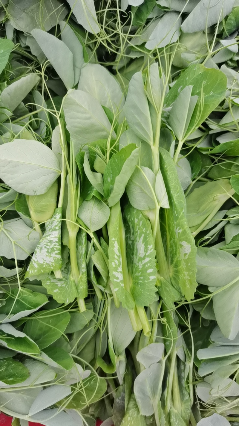 豌豆苗