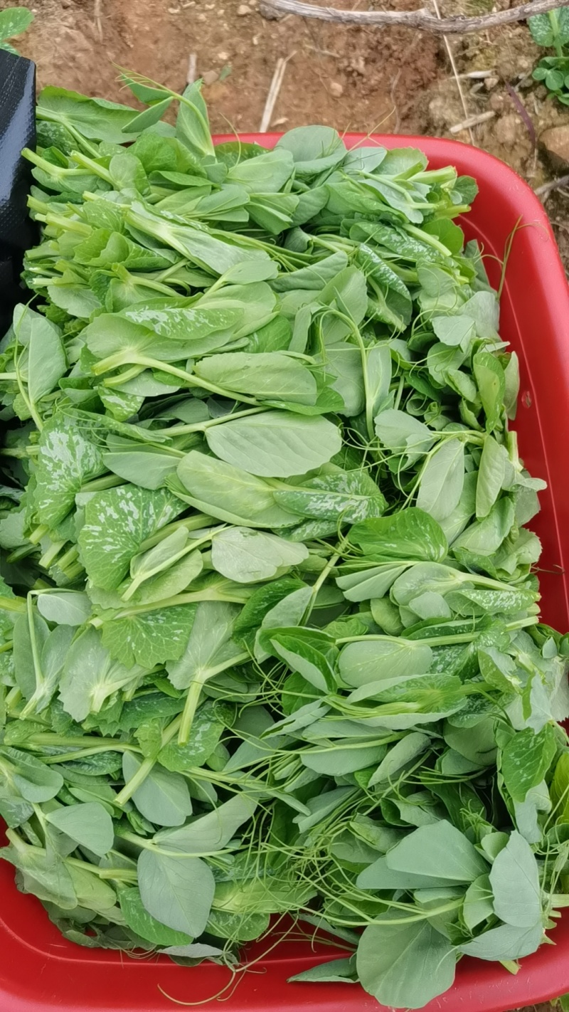 豌豆苗