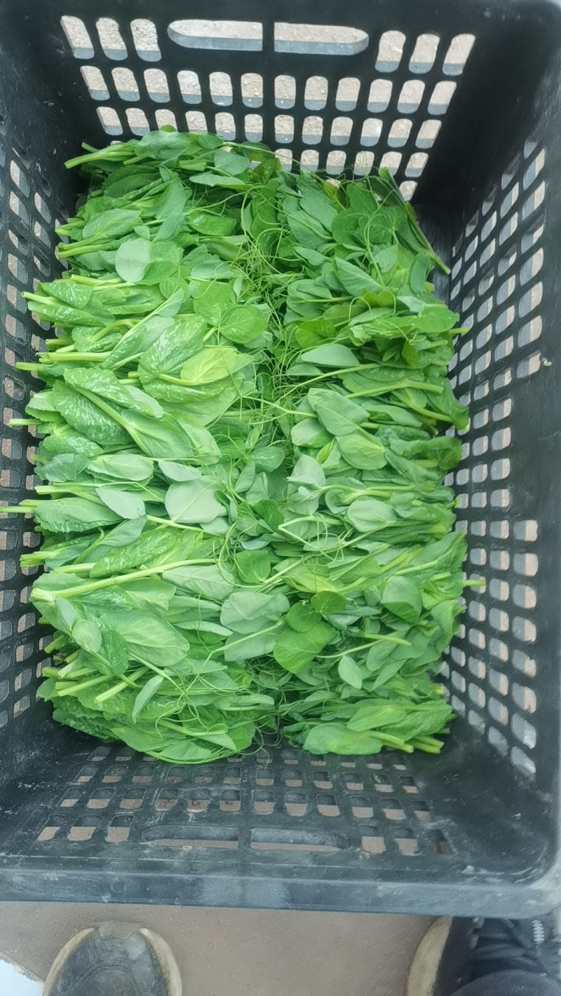 豌豆苗