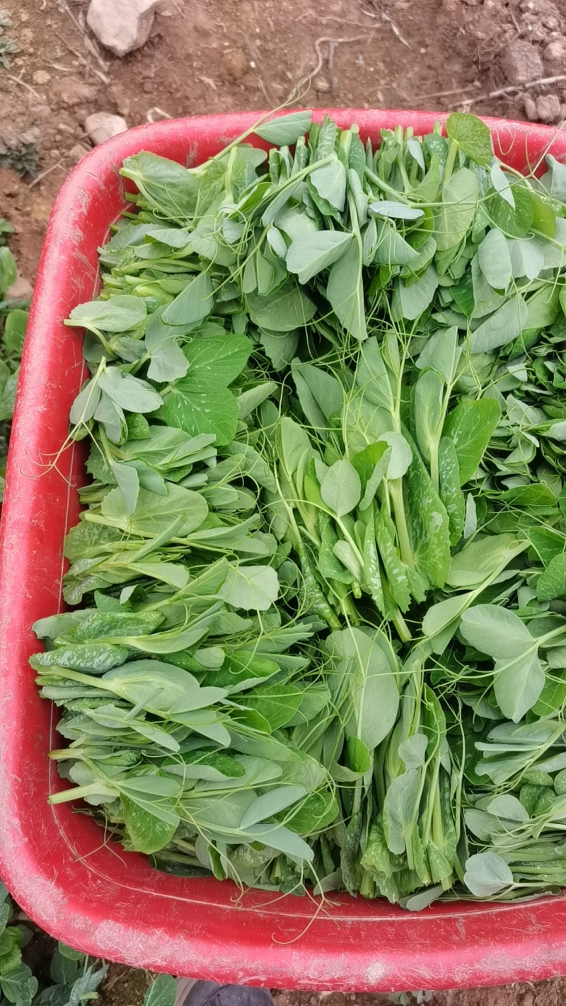 豌豆苗