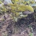核桃苗高度20公分-30公分核桃实生苗