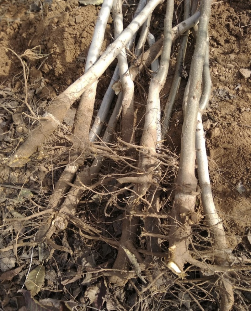 核桃苗高度20公分-30公分核桃实生苗