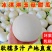 《玉菇甜瓜》海南甜瓜/精品货源/产地代办/全国供应批发