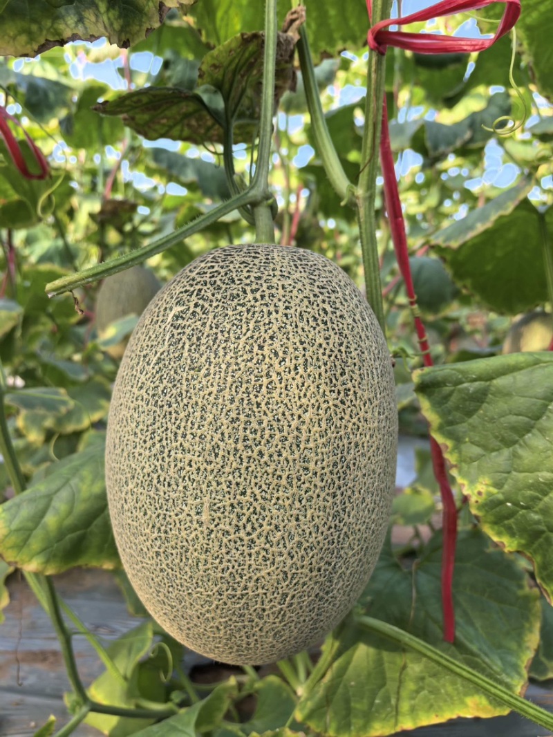 【晓蜜25哈密瓜】哈密瓜晓蜜25量大从优支持视频看货选货