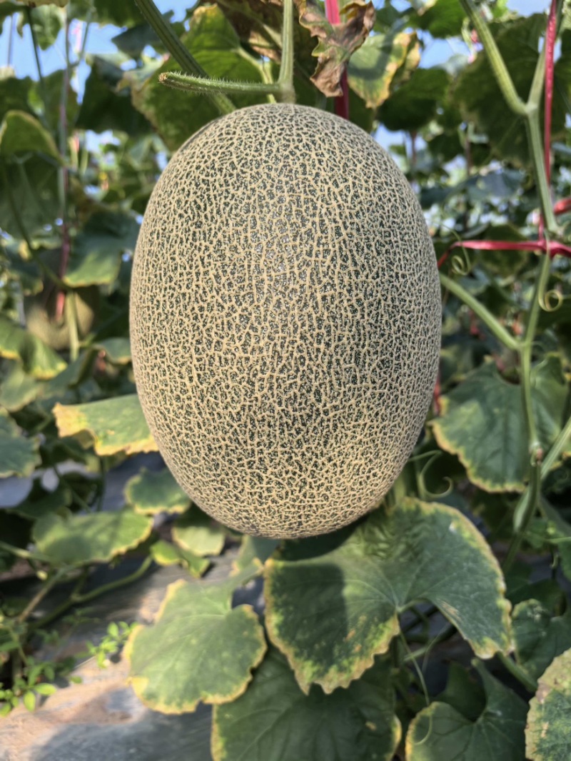 【晓蜜25哈密瓜】哈密瓜晓蜜25量大从优支持视频看货选货