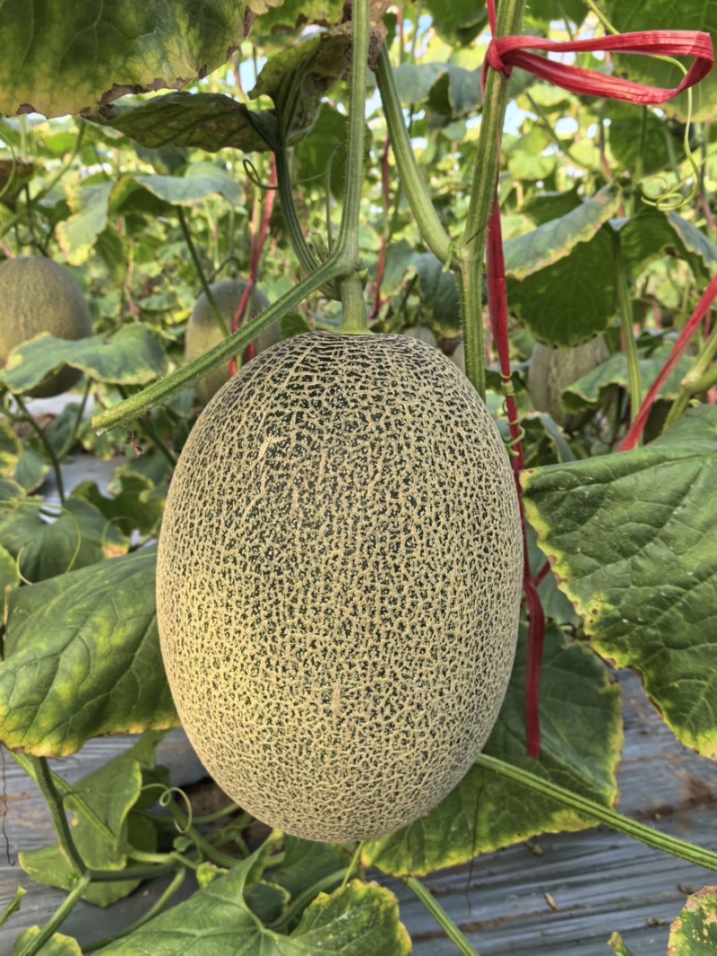 【晓蜜25哈密瓜】哈密瓜晓蜜25量大从优支持视频看货选货