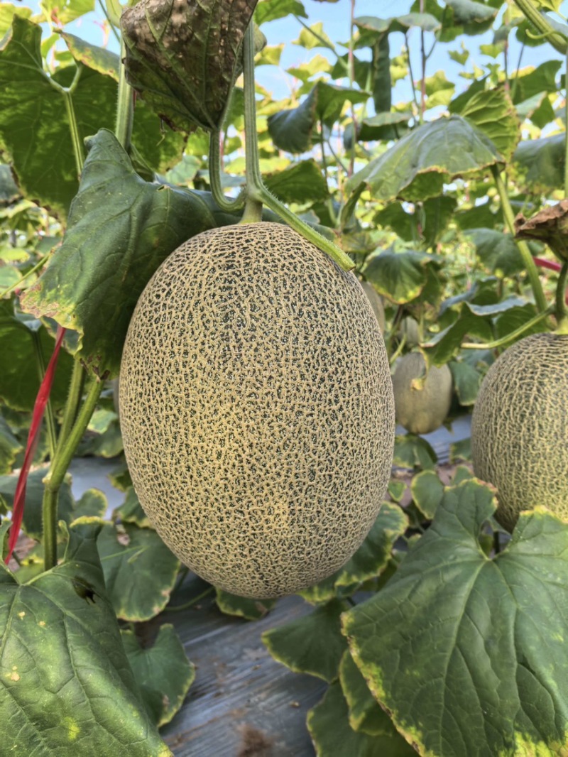 【晓蜜25哈密瓜】哈密瓜晓蜜25量大从优支持视频看货选货