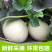 《玉菇甜瓜》海南甜瓜/精品货源/产地代办/全国供应批发