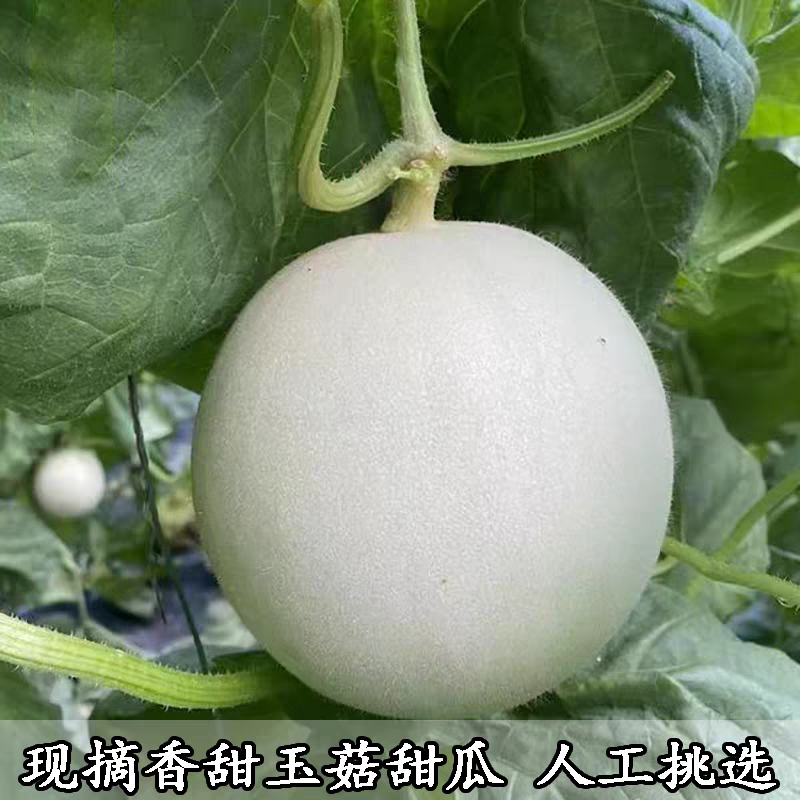 《玉菇甜瓜》海南甜瓜/精品货源/产地代办/全国供应批发