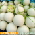 《玉菇甜瓜》海南甜瓜/精品货源/产地代办/全国供应批发