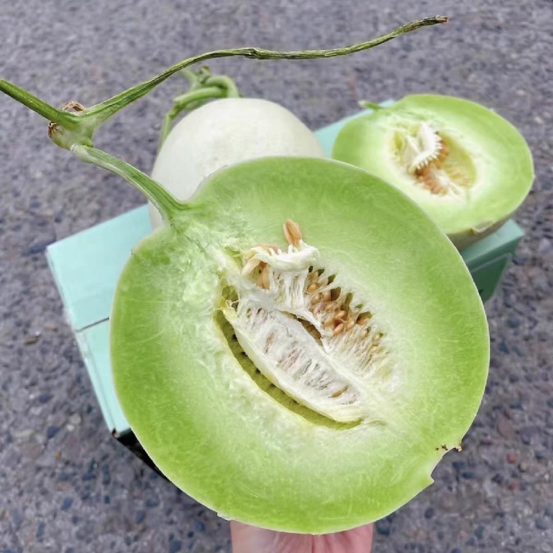 《玉菇甜瓜》海南甜瓜/精品货源/产地代办/全国供应批发