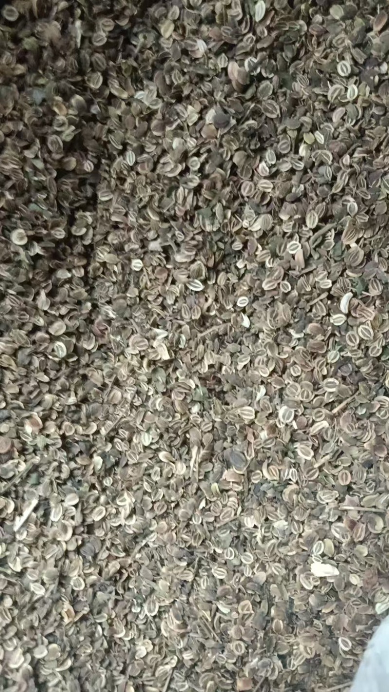 前胡种子/大量有货/欢迎采购长期合作/量大从优