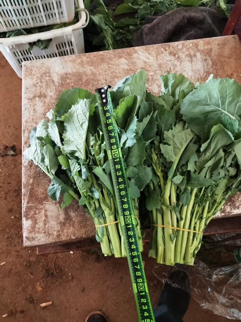 板蓝根青菜（菘油1号）**授权