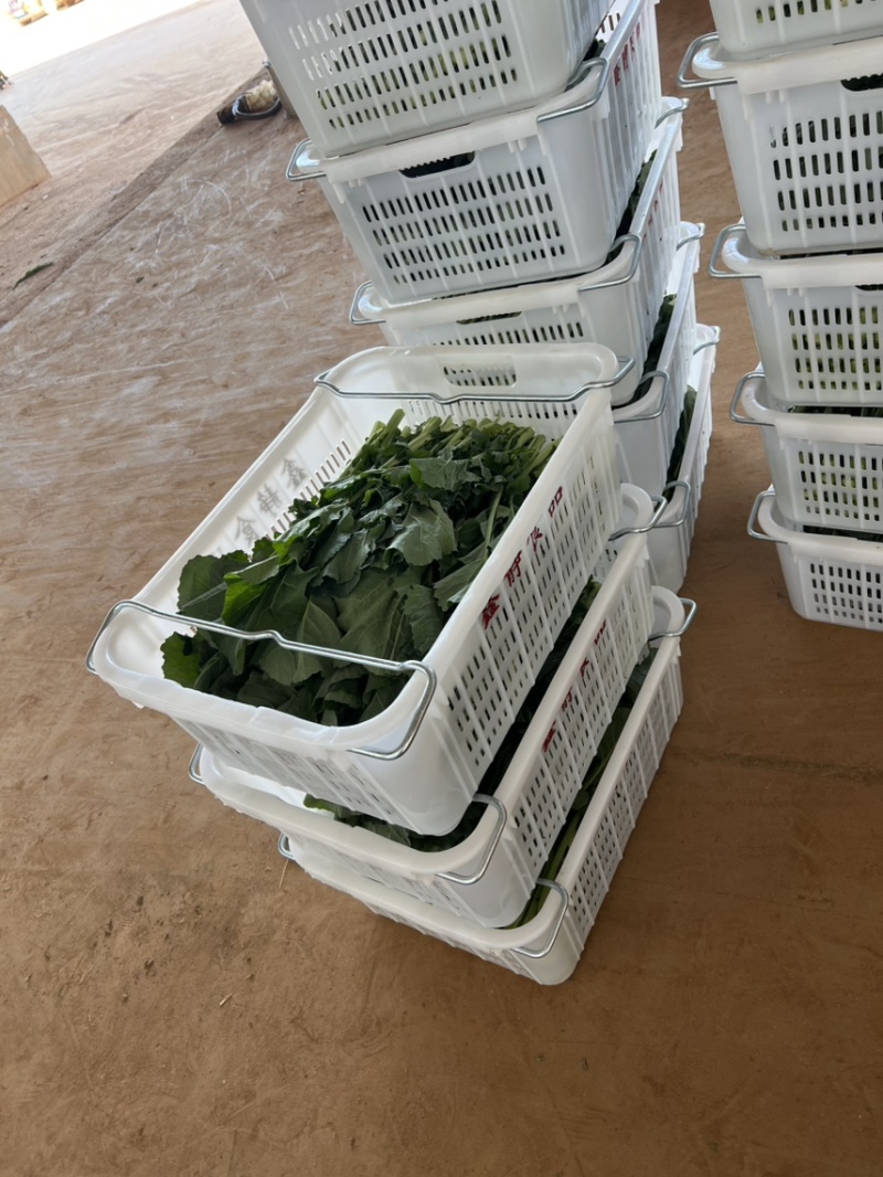板蓝根青菜（菘油1号）**授权