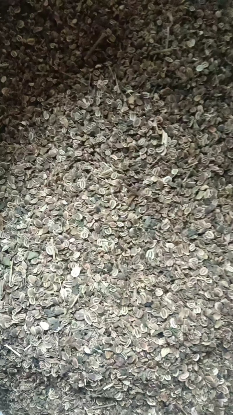 前胡种子/大量有货/欢迎采购长期合作/量大从优