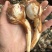云南大中小青皮茨菇，大量上市价格稳定货源充足欢迎对接