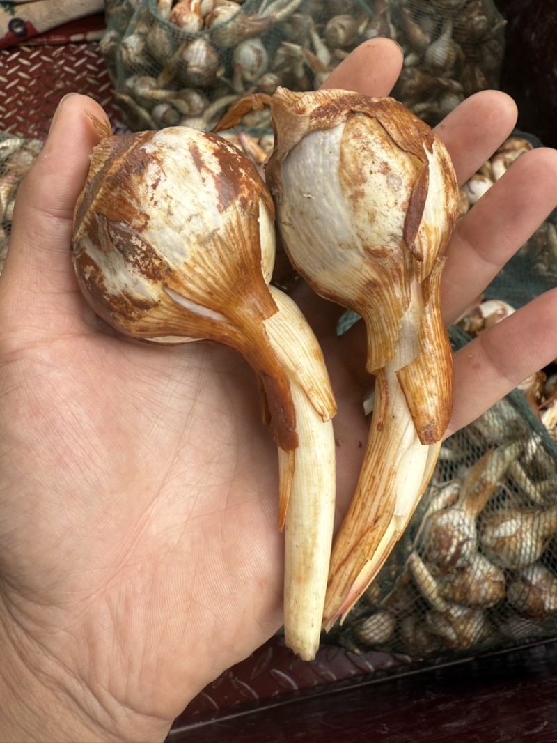 云南大中小青皮茨菇，大量上市价格稳定货源充足欢迎对接