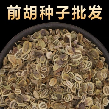 纯新前胡种子批发改良白花前胡籽包发芽提供技术指导好管理
