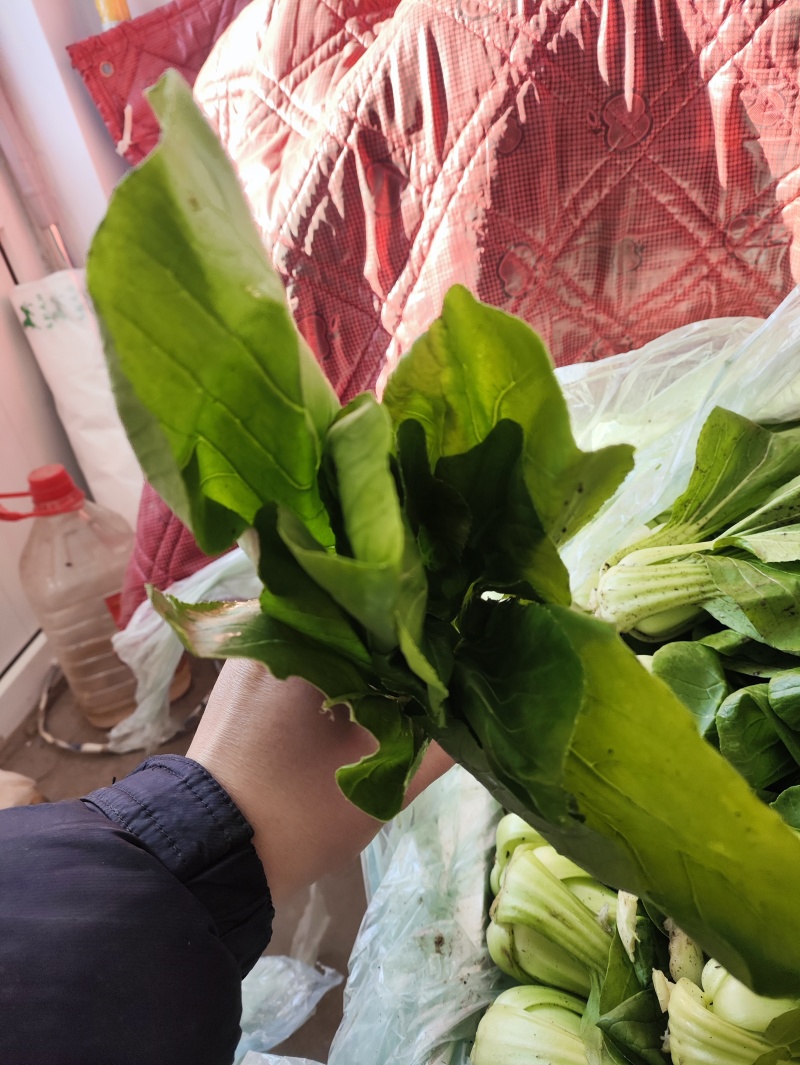 小油菜。价格不贵，需要联系。