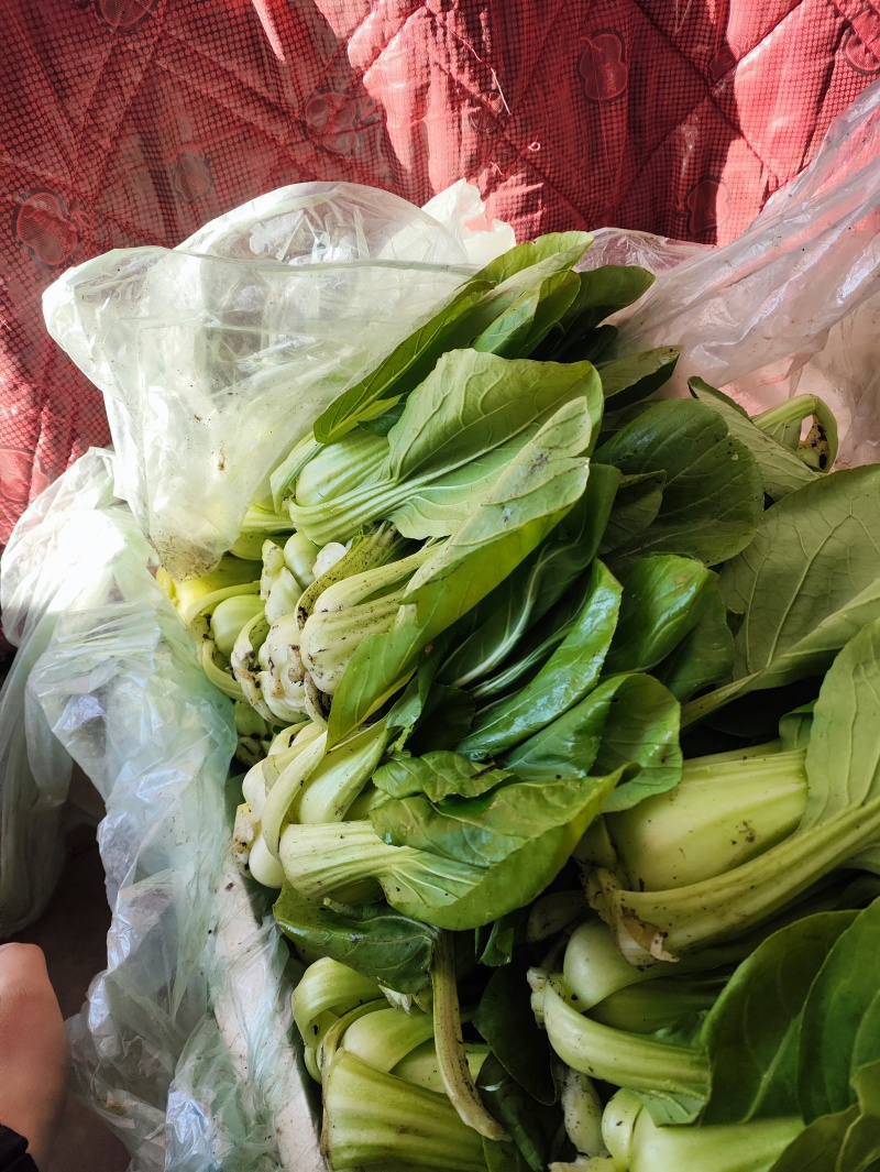 小油菜。价格不贵，需要联系。