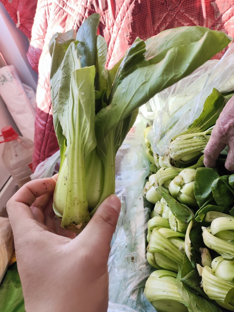 小油菜。价格不贵，需要联系。