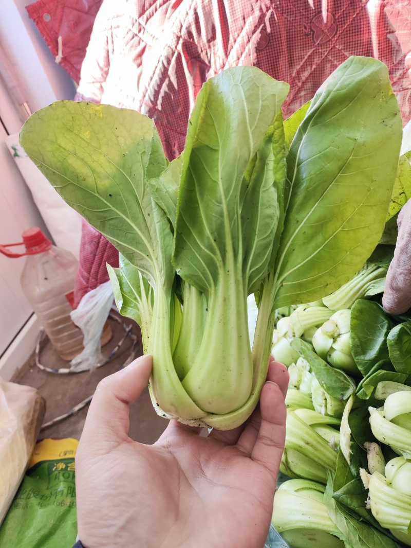 小油菜。价格不贵，需要联系。