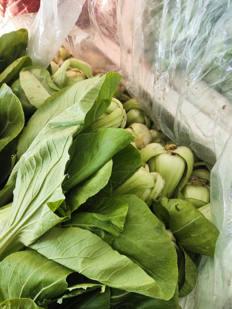 小油菜。价格不贵，需要联系。