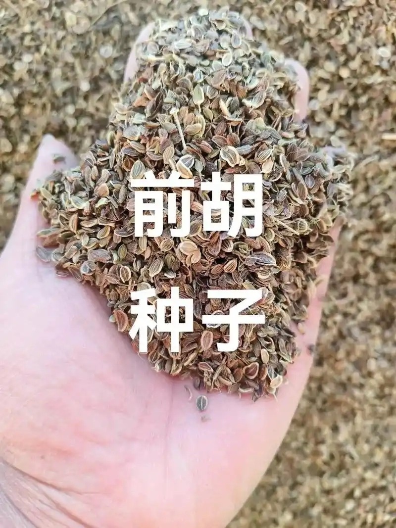 纯新前胡种子批发改良白花前胡籽包发芽提供技术指导好管理