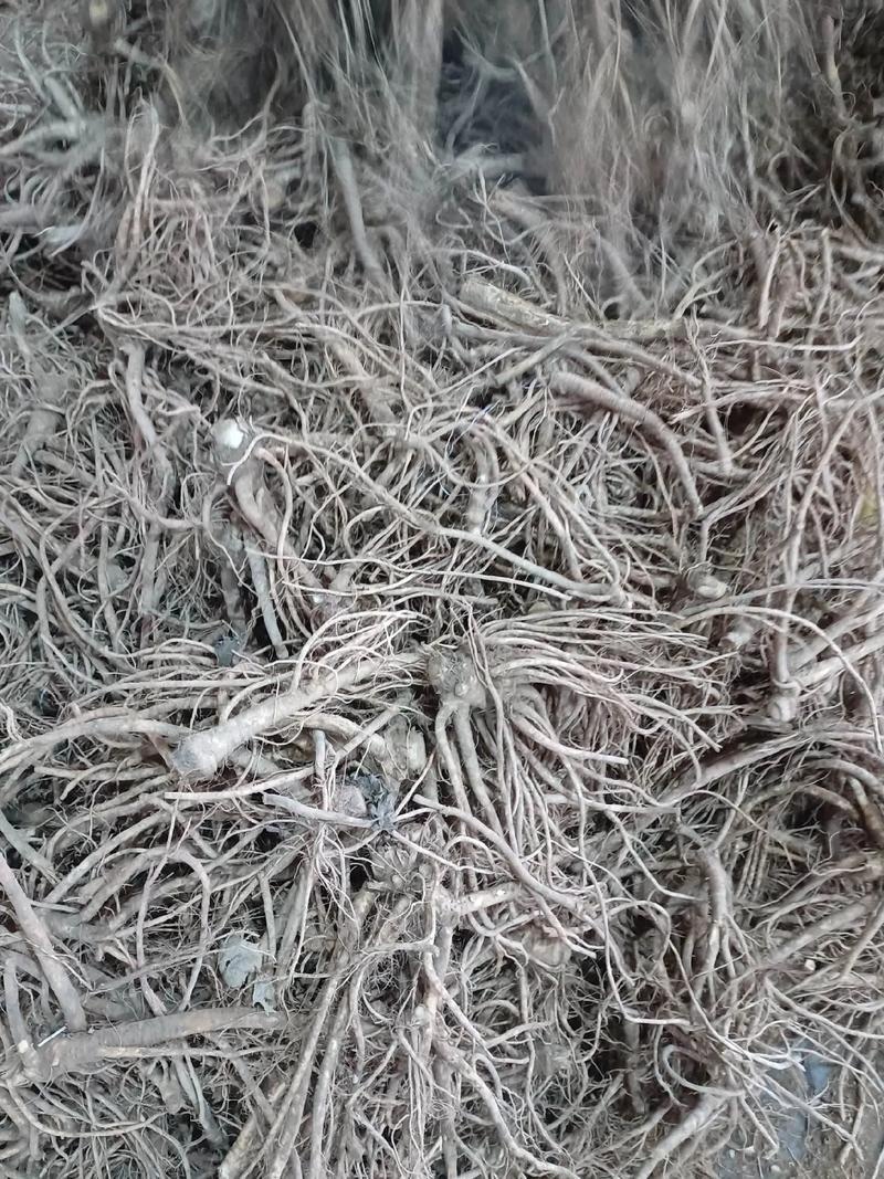 纯新前胡种子批发改良白花前胡籽包发芽提供技术指导好管理