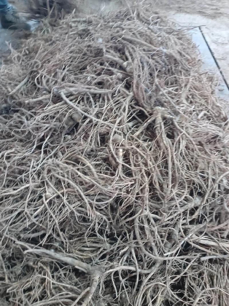 纯新前胡种子批发改良白花前胡籽包发芽提供技术指导好管理