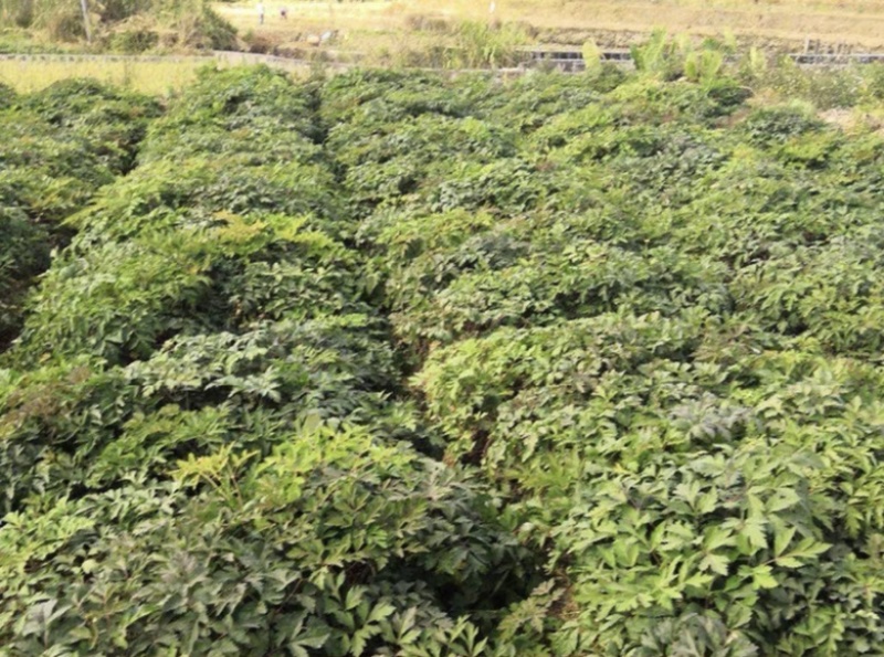 纯新前胡种子批发改良白花前胡籽包发芽提供技术指导好管理