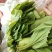 小油菜。价格不贵，需要联系。