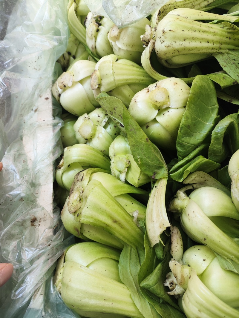 小油菜。价格不贵，需要联系。