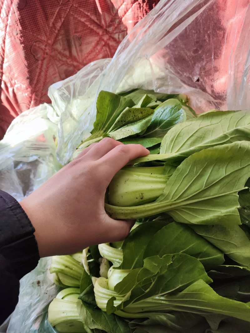 小油菜。价格不贵，需要联系。