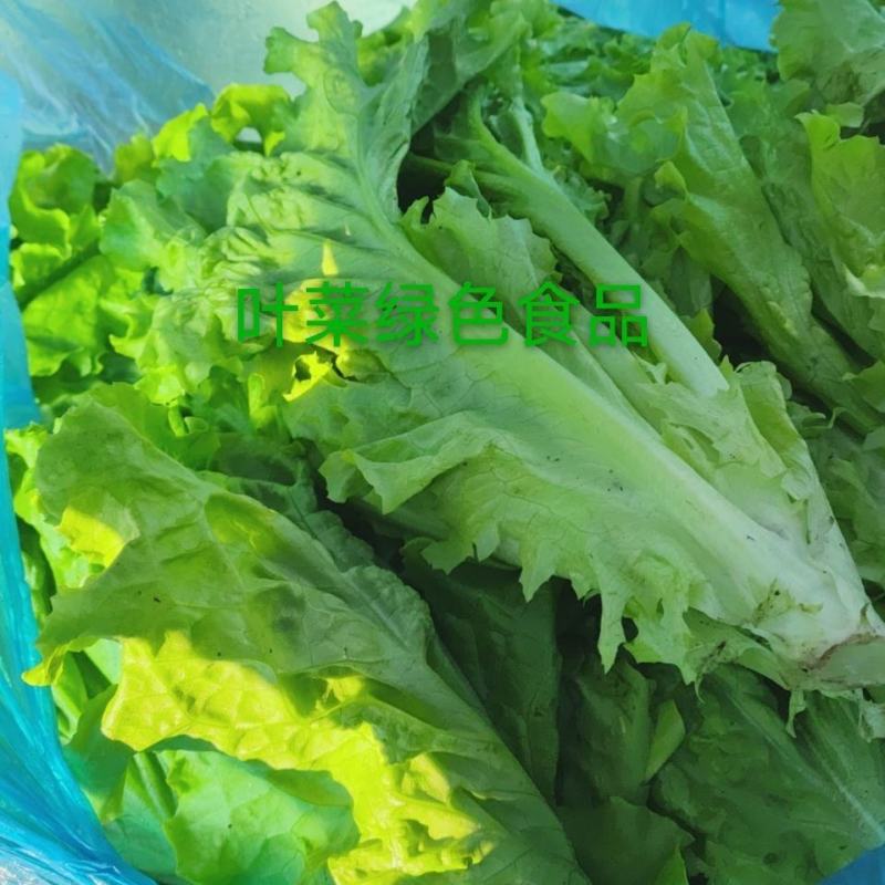 精品散叶生小生菜。质量特别好。
