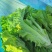 精品散叶生小生菜。质量特别好。