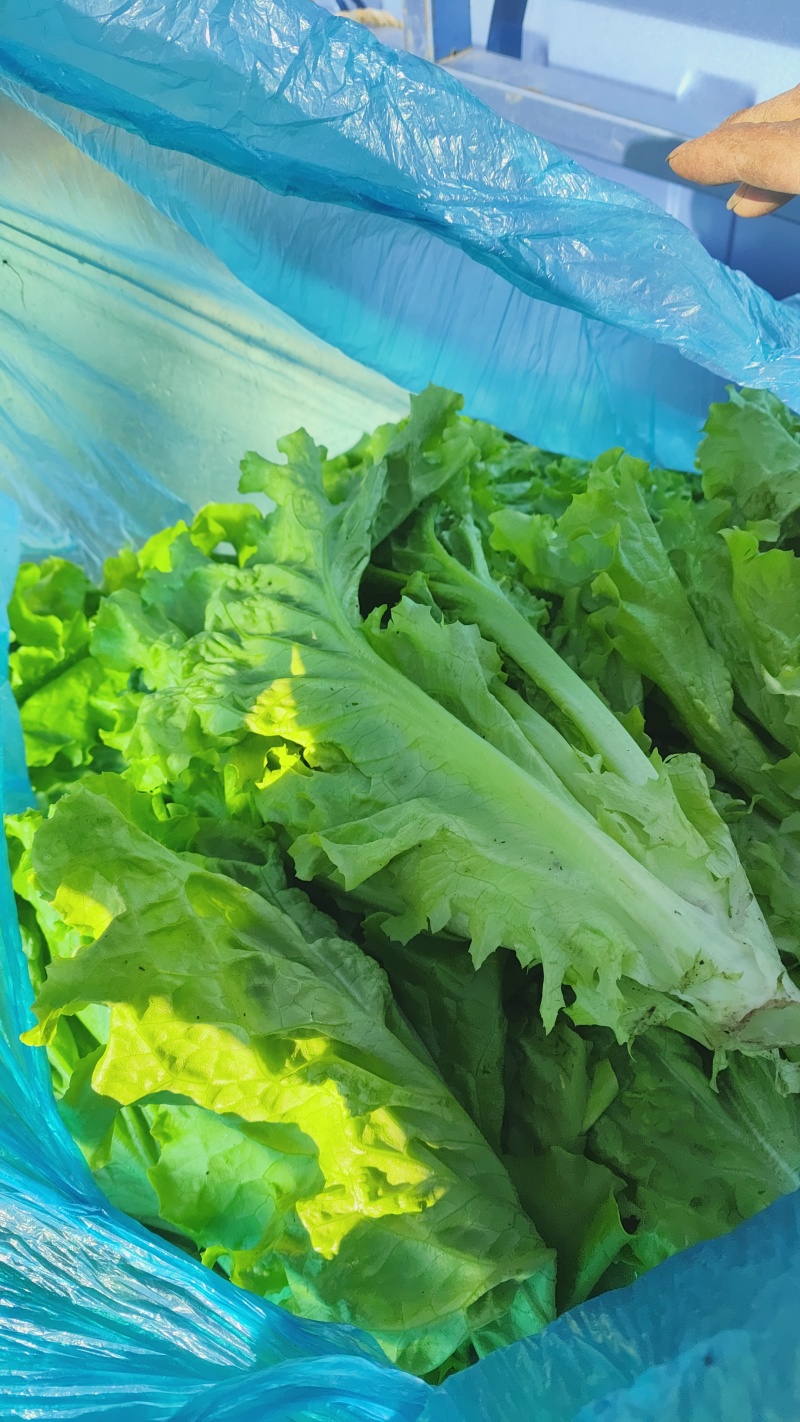 精品散叶生小生菜。质量特别好。