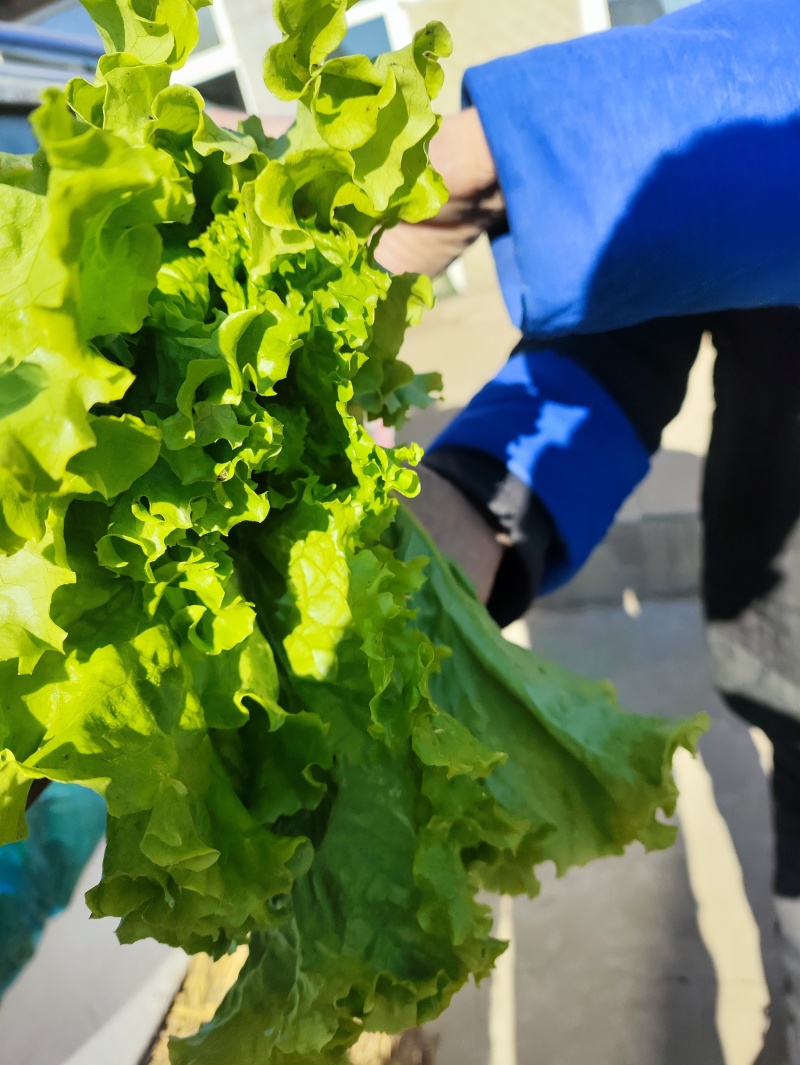 精品散叶生小生菜。质量特别好。