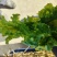 精品散叶生小生菜。质量特别好。