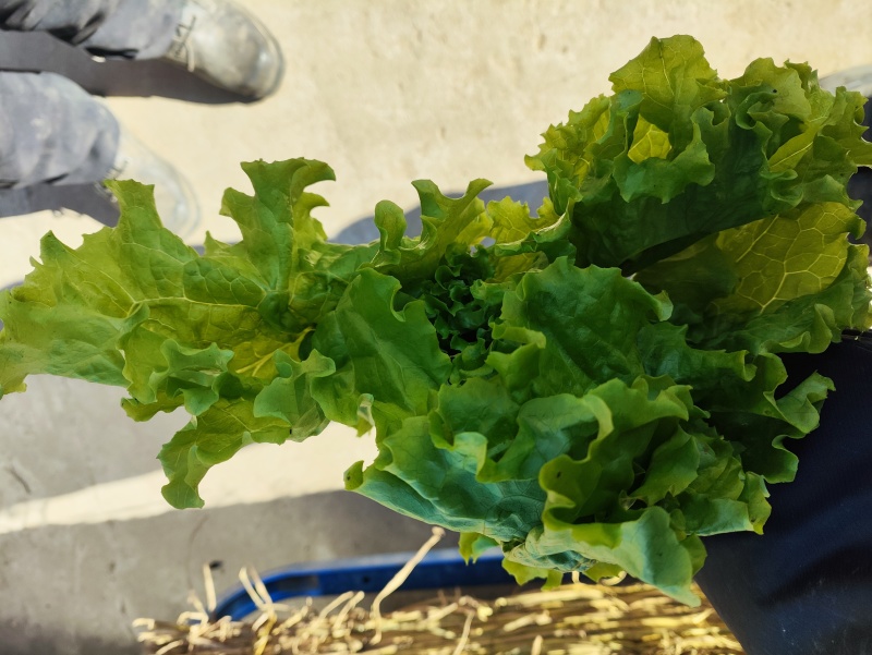 精品散叶生小生菜。质量特别好。