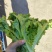 精品散叶生小生菜。质量特别好。