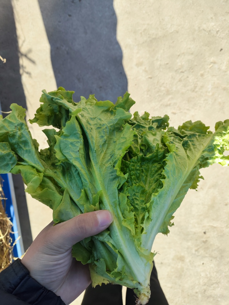 精品散叶生小生菜。质量特别好。