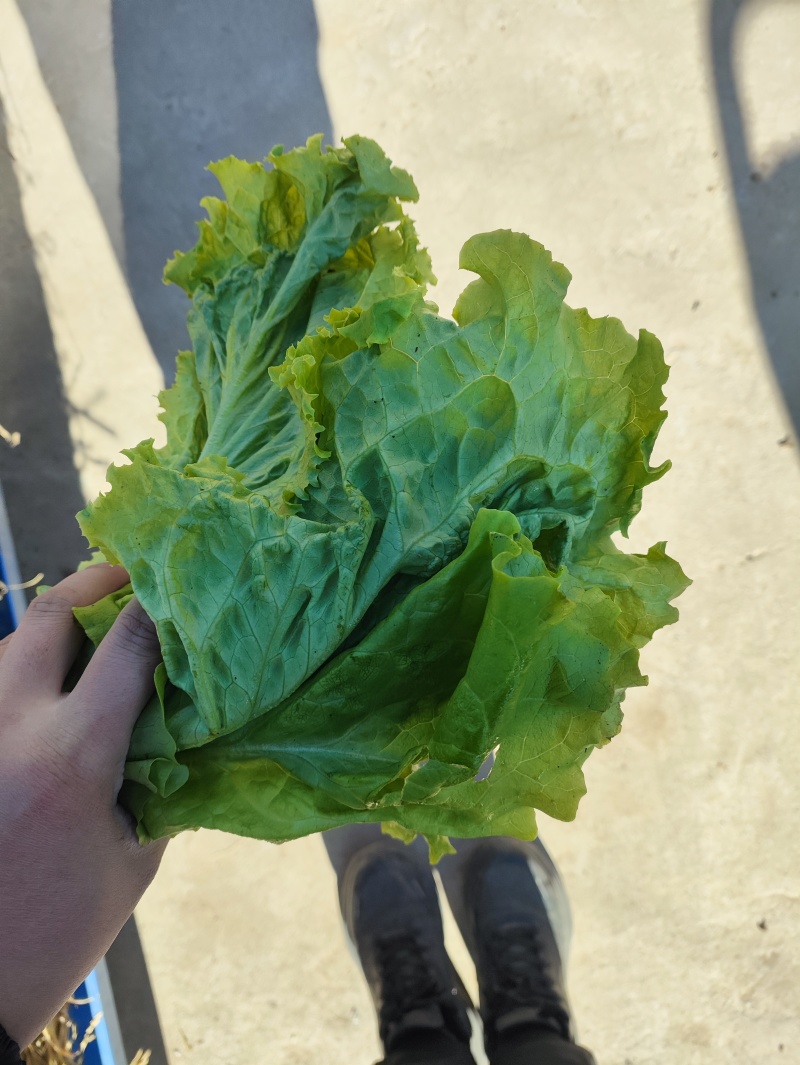 精品散叶生小生菜。质量特别好。