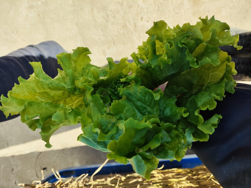 精品散叶生小生菜。质量特别好。