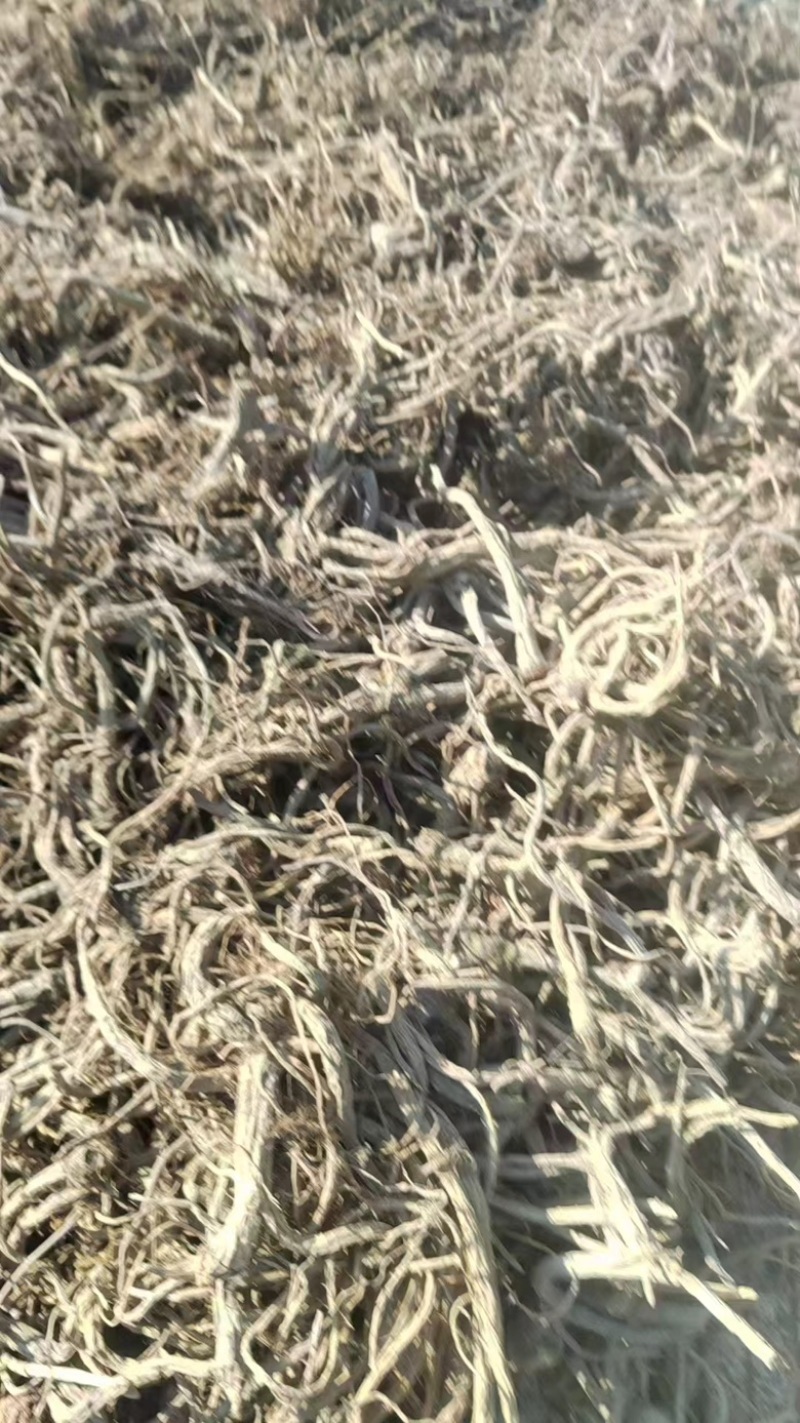前胡/产地直供/欢迎合作采购/保质保交量/量大从优