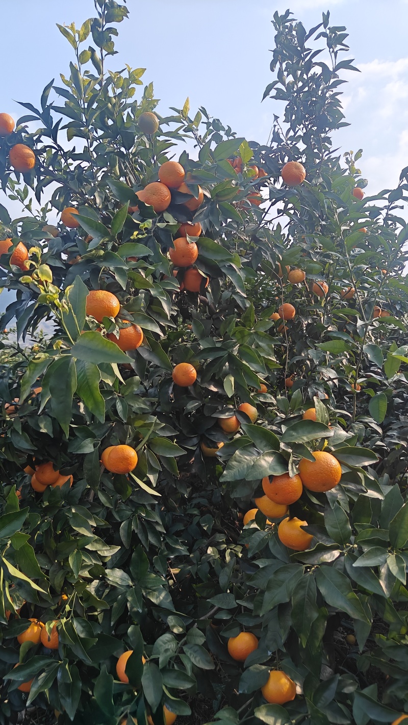 广西沃柑，果园直发