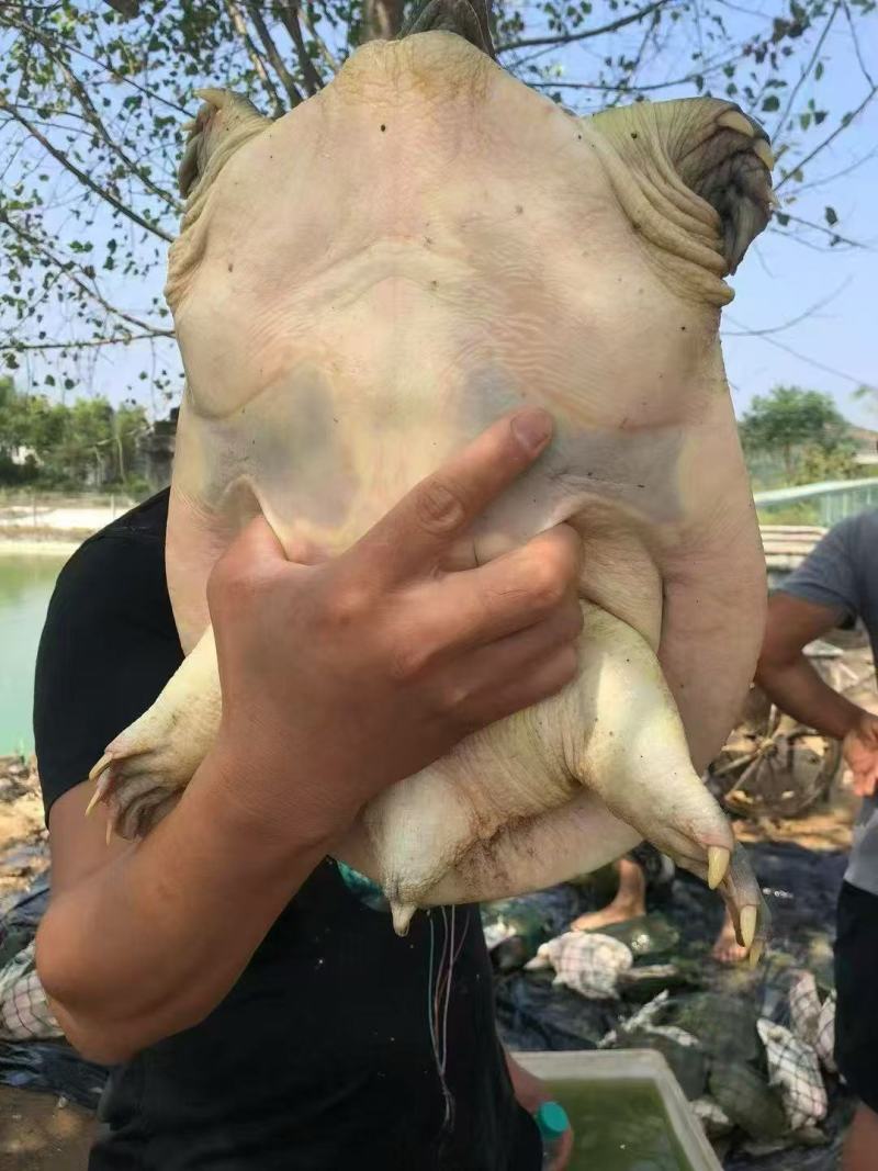 八年以上中华老鳖，产地直发保质保量量大从优年货必备