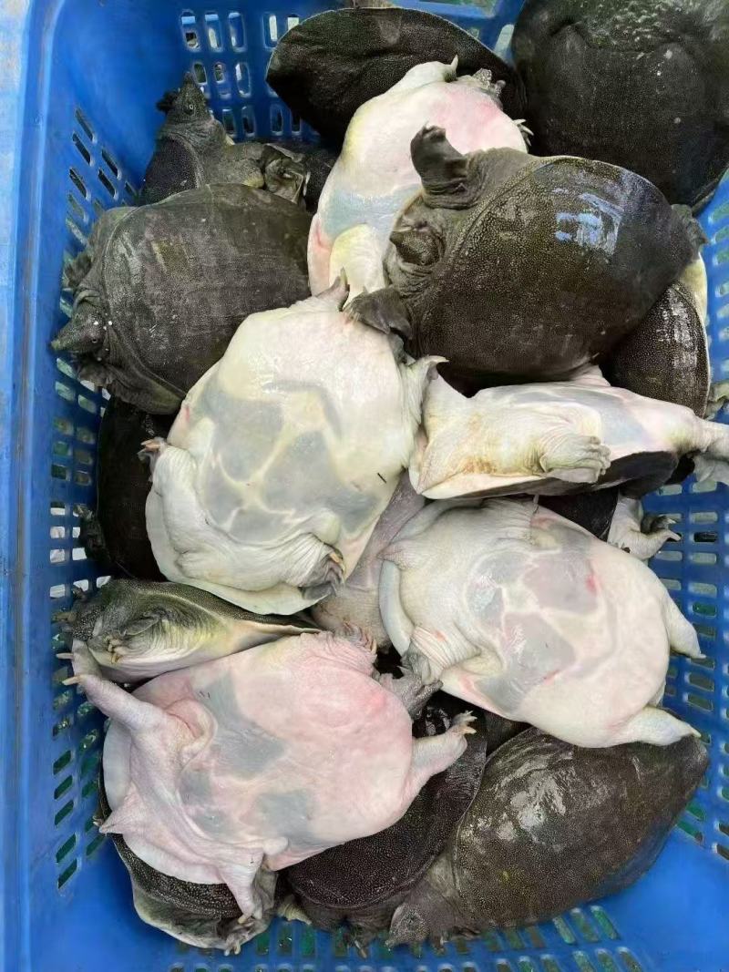 八年以上中华老鳖，产地直发保质保量量大从优年货必备