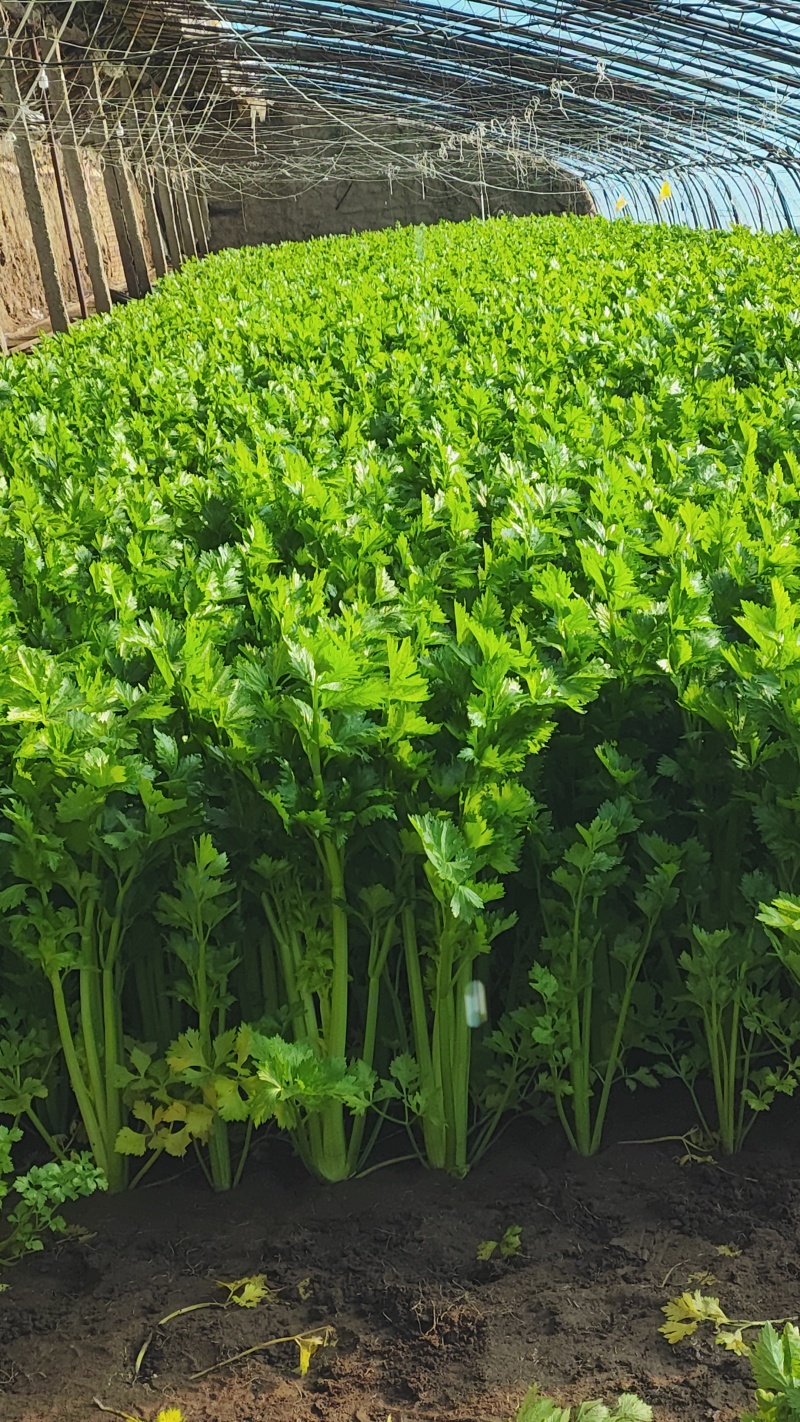 精品芹菜没有任何丝。特别嫩的芹菜。